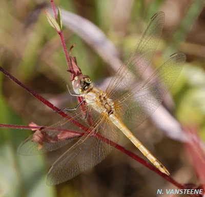 Sympetrum fonscolombii